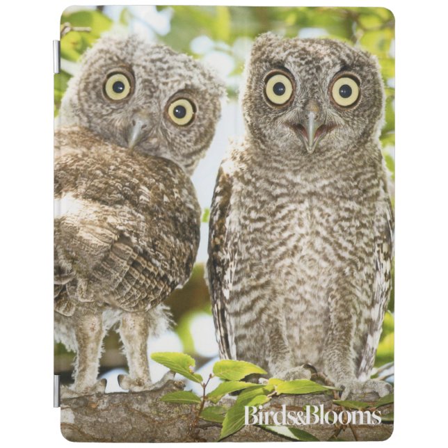 Screech Owls Chicks iPad Smart Cover (Front)