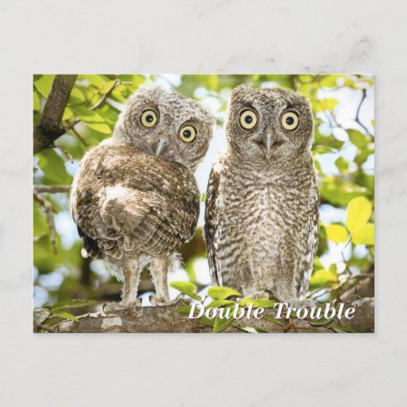 Screech Owls Chicks Postcard