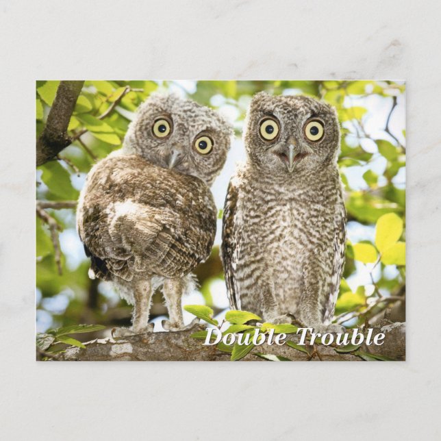 Screech Owls Chicks Postcard (Front)