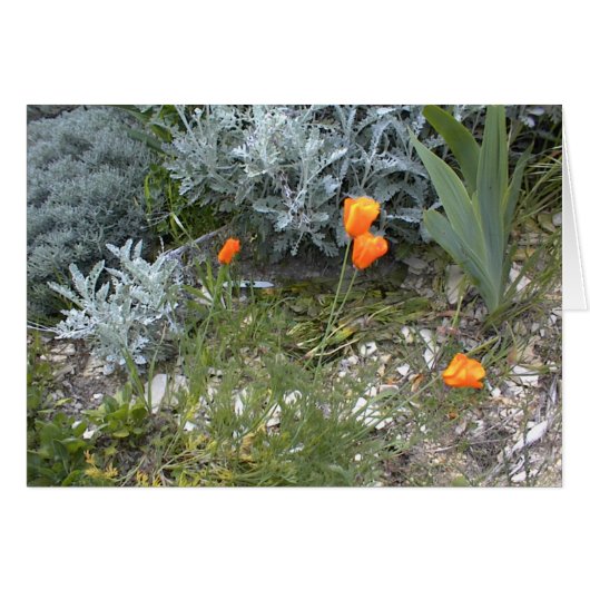 Scripture Card: CA Poppies Cards (Front Horizontal)