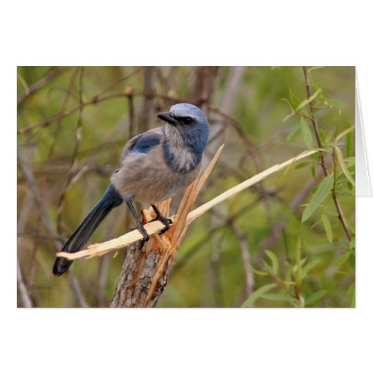 Scrub Jay (Front Horizontal)