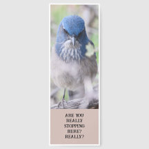 Scrub Jay Bookmark