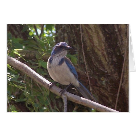 Scrub Jay Cards (Front Horizontal)
