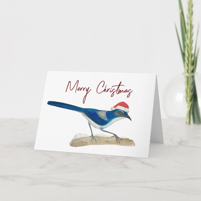 Scrub Jay Christmas Card (Front)