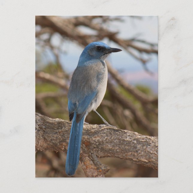 Scrub Jay Postcard (Front)