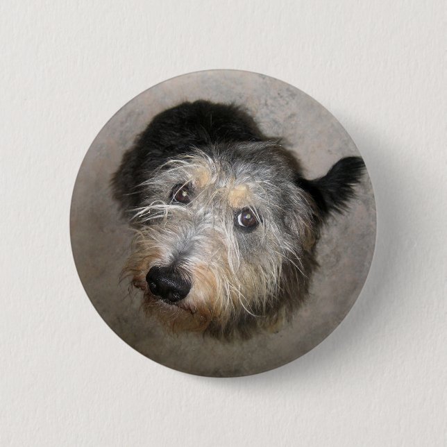 Scruffy cute dog badge pinback button (Front)