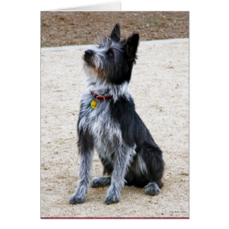 Scruffy Dog Cards