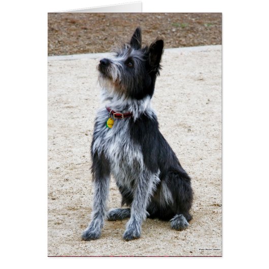 Scruffy Dog Cards (Front)