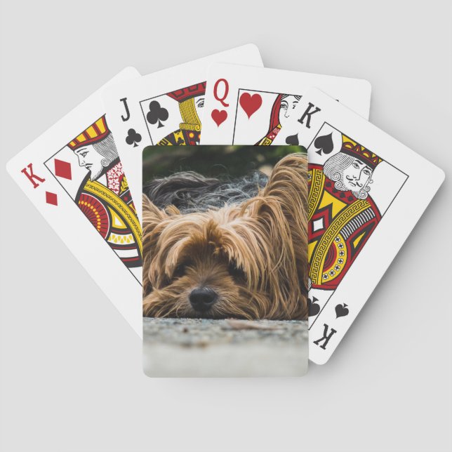 Scruffy Dog Laying Down Poker Cards (Back)