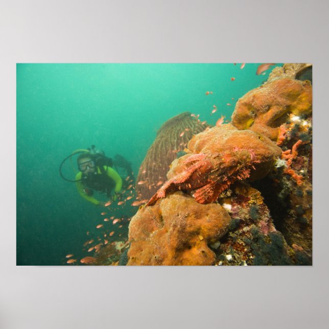 scuba diver & Scorpionfish Scorpanopsis Poster (Front)