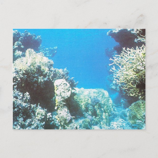 Scuba diving scenery in the Red Sea Postcard (Front)