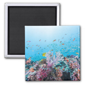 Scuba Diving With Colorful Reef And Coral Magnet