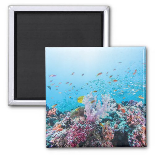 Scuba Diving With Colorful Reef And Coral Magnet