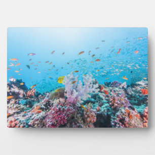 Scuba Diving With Colorful Reef And Coral Plaque