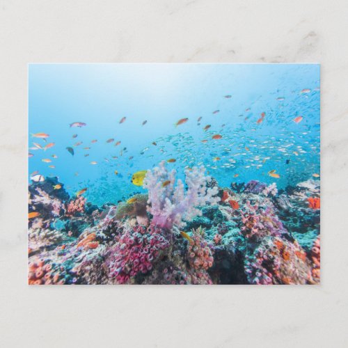 Scuba Diving With Colorful Reef And Coral Postcard