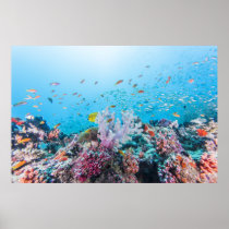 Scuba Diving With Colorful Reef And Coral Poster