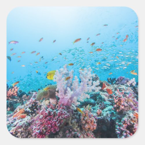 Scuba Diving With Colorful Reef And Coral Square Sticker
