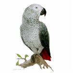 Sculpture - African Grey Parrot<br><div class="desc">Customize this design to make a great gift!</div>