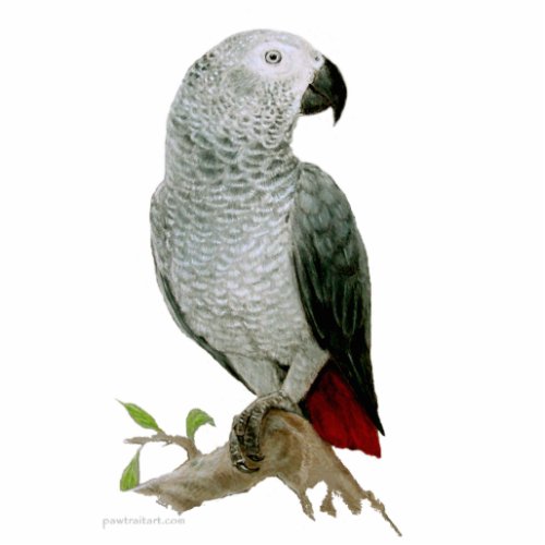 Sculpture _ African Grey Parrot