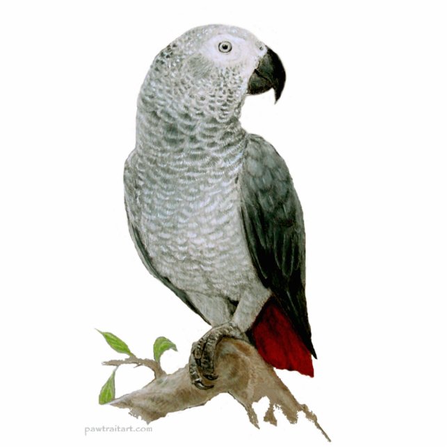 Sculpture - African Grey Parrot (Front)