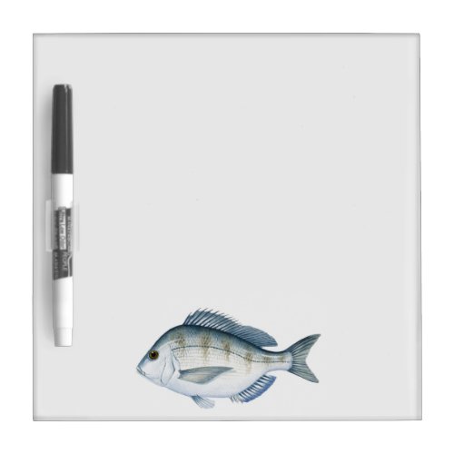 Scup Fish Dry_Erase Board