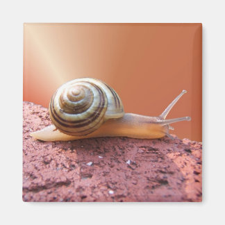 Scurrying Snail ~ magnet