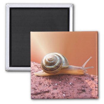 Scurrying Snail ~ Magnet by Andy2302 at Zazzle