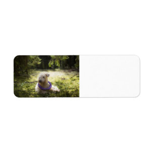 scwt laying in woods label