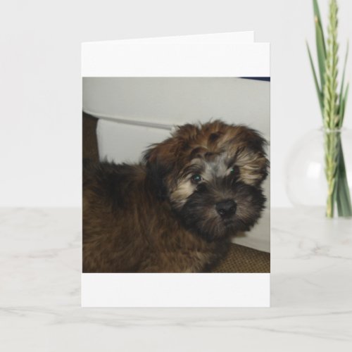 SCWT puppy Card