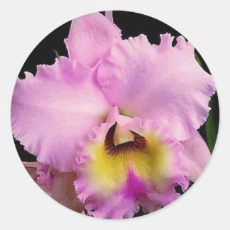 Sdorquidea Classic Round Sticker