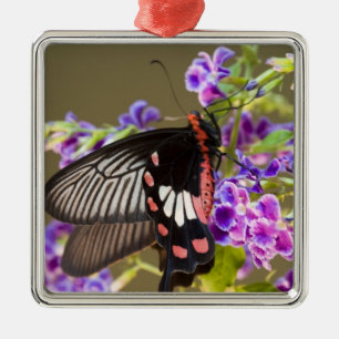 SE Asia, Thailand, Doi Inthanon, Papilio Metal Ornament