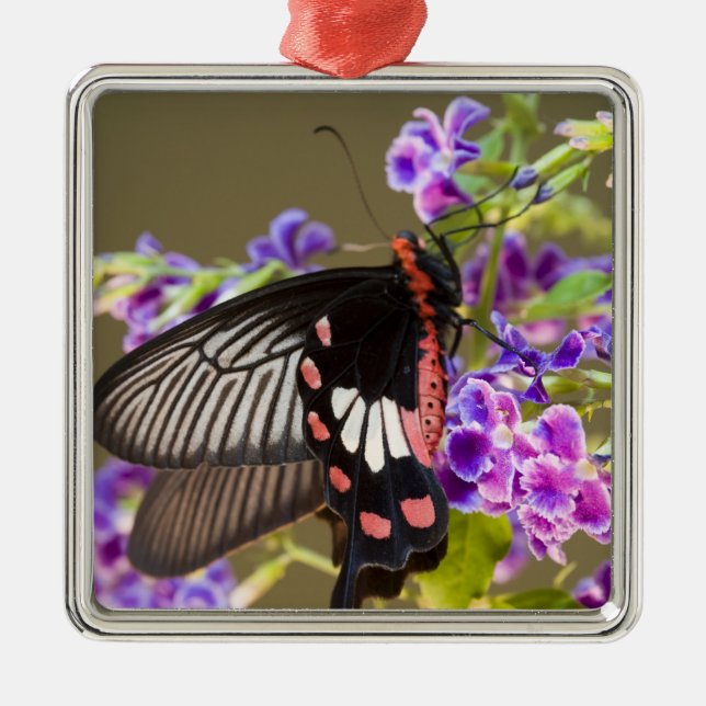 SE Asia, Thailand, Doi Inthanon, Papilio Metal Ornament (Front)
