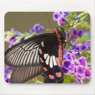 SE Asia, Thailand, Doi Inthanon, Papilio Mouse Pad
