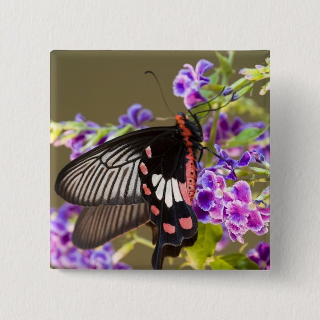 SE Asia, Thailand, Doi Inthanon, Papilio Pinback Button (Front)