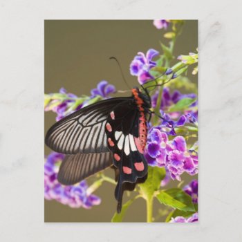 Se Asia  Thailand  Doi Inthanon  Papilio Postcard by theworldofanimals at Zazzle