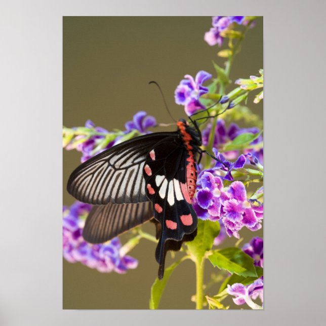 SE Asia, Thailand, Doi Inthanon, Papilio Poster (Front)