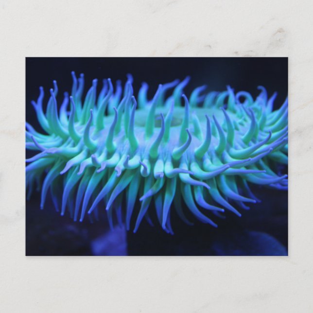 Sea Anemone # 1 Postcard (Front)