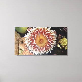 Sea Anemone Canvas Print