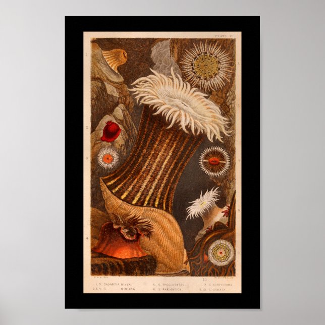 Sea Anemone Color Marine Life Print (Front)
