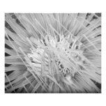 Sea Anemone Photo Print at Zazzle