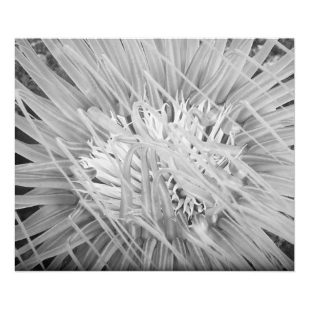 Sea Anemone Photo Print