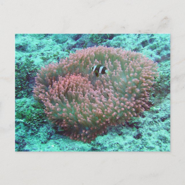Sea Anemone Postcard (Front)