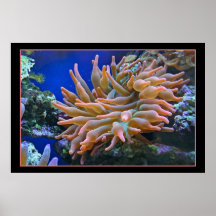 Sea Anemone