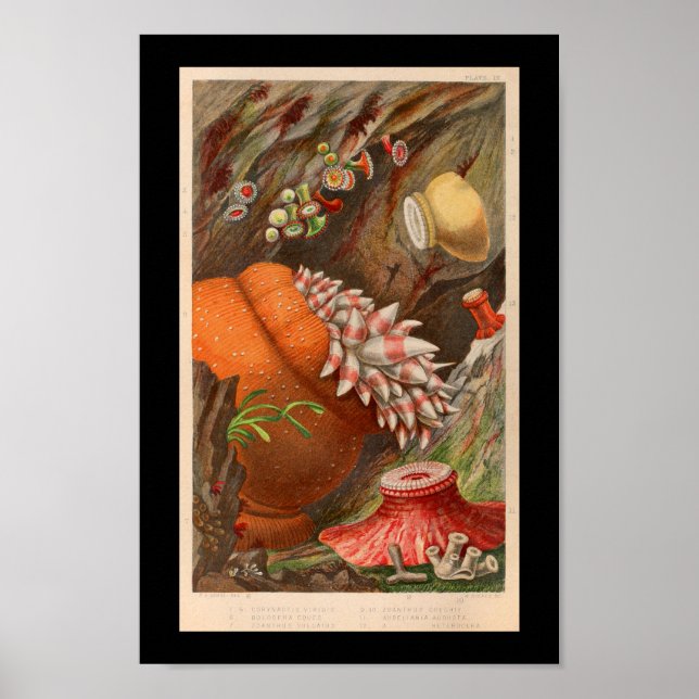 Sea Anemone Red Marine Life Print (Front)