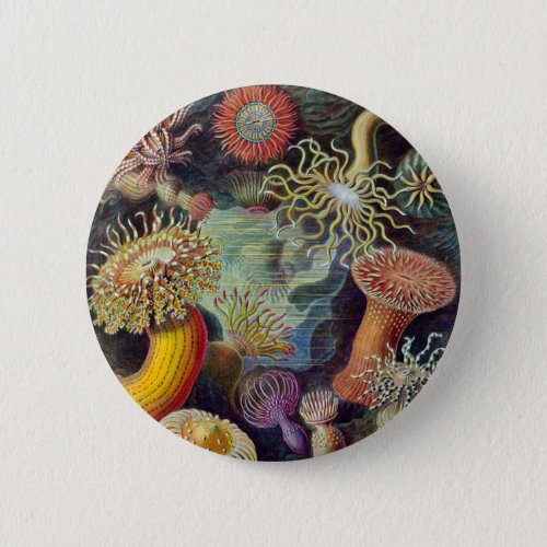 Sea Anemone Scientific Nature Ocean Button