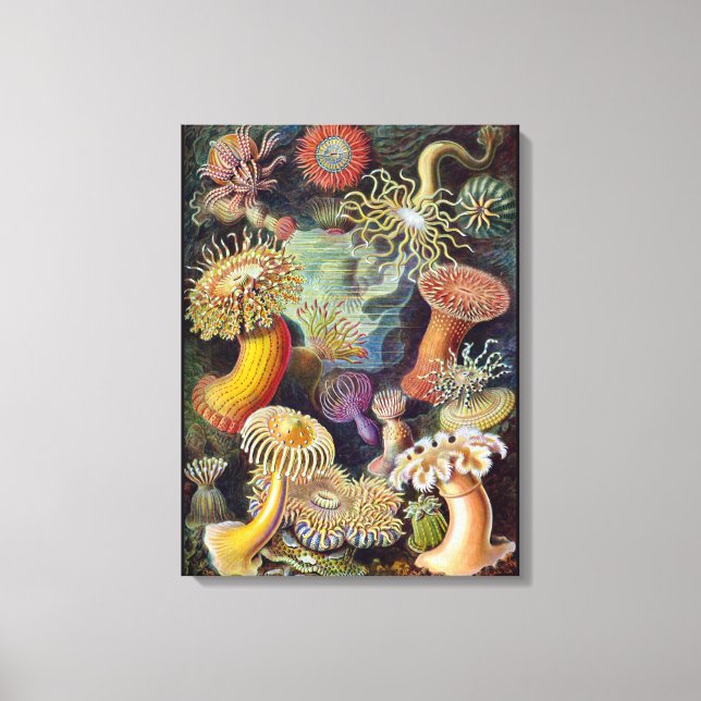 Sea Anemone Scientific Nature Ocean Canvas Print (Front)