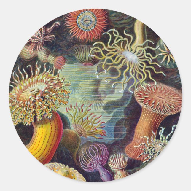 Sea Anemone Scientific Nature Ocean Classic Round Sticker (Front)