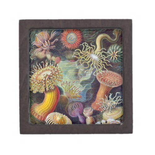 Sea Anemone Scientific Nature Ocean Gift Box
