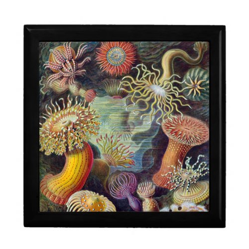 Sea Anemone Scientific Nature Ocean Jewelry Box