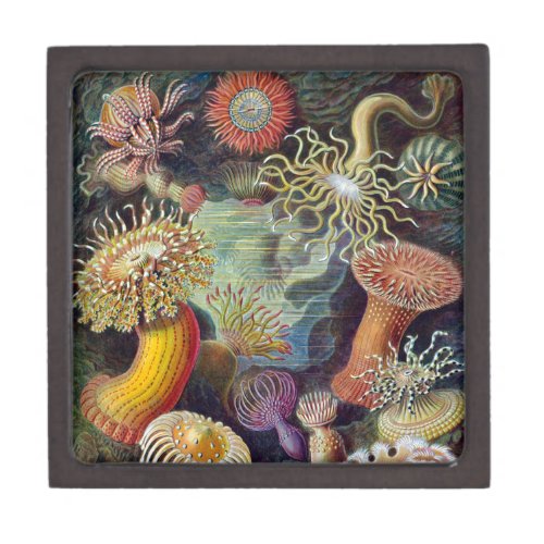 Sea Anemone Scientific Nature Ocean Keepsake Box